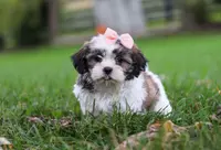 Lucy, a female Shih Tzu for sale in Baltic, OH – Photo 2 of 7