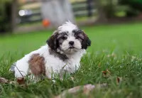 Lucy, a female Shih Tzu for sale in Baltic, OH – Photo 5 of 7