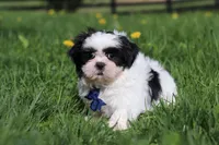 Dylan, a male Shih Tzu for sale in Baltic, OH – Photo 6 of 7