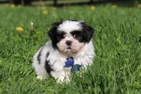 Dylan, a male Shih Tzu for sale in Baltic, OH – Photo 4 of 7