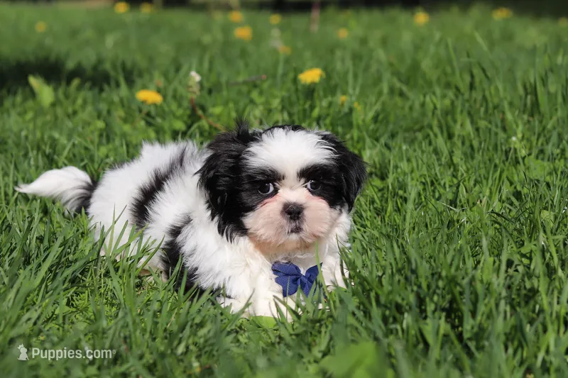 Dylan – Shih Tzu puppy for sale in Baltic, OH