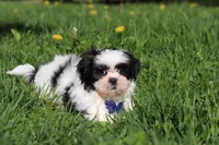 Dylan, a male Shih Tzu for sale in Baltic, OH – Photo 1 of 7
