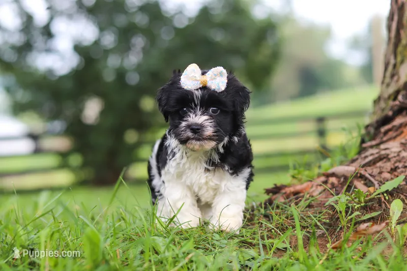 Fiona – Havanese puppy for sale in Baltic, OH