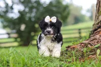 Fiona, a female Havanese for sale in Baltic, OH – 1 of 7