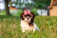 Rosie, a female Shih Tzu for sale in Baltic, OH – 2 of 10