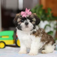 Tessa, a female Shih Tzu for sale in Baltic, OH – Photo 4 of 5