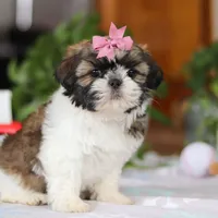 Tessa, a female Shih Tzu for sale in Baltic, OH – Photo 5 of 5