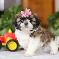 Tessa, a female Shih Tzu for sale in Baltic, OH – Photo 2 of 5