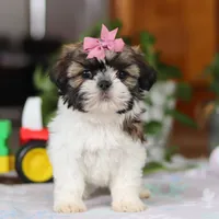 Tessa, a female Shih Tzu for sale in Baltic, OH – Photo 1 of 5