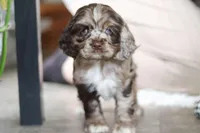 Willow, a female Cocker Spaniel for sale in Baltic, OH – Photo 7 of 7