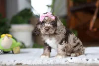 Willow, a female Cocker Spaniel for sale in Baltic, OH – Photo 2 of 7