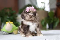 Willow, a female Cocker Spaniel for sale in Baltic, OH – Photo 4 of 7