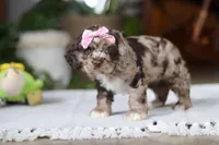 Willow, a female Cocker Spaniel for sale in Baltic, OH – Photo 3 of 7