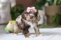 Willow, a female Cocker Spaniel for sale in Baltic, OH – Photo 5 of 7