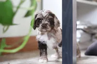 Willow, a female Cocker Spaniel for sale in Baltic, OH – Photo 6 of 7