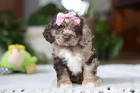 Willow, a female Cocker Spaniel for sale in Baltic, OH – Photo 1 of 7