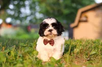 Maverick, a male Shih Tzu for sale in Baltic, OH – 5 of 7