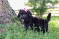 Brie, a female Shih Tzu for sale in Baltic, OH – 6 of 10