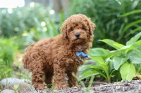 Apollo, a male Poodle - Miniature  for sale in Baltic, OH – 5 of 10