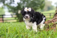 Fiona, a female Havanese for sale in Baltic, OH – 5 of 7