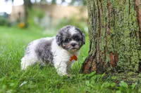 Biscuit, a male Shihpoo for sale in Baltic, OH – 6 of 7