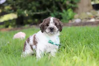 Ace, a male Cockapoo for sale in Baltic, OH – 4 of 7