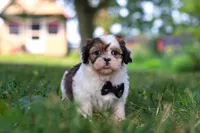Tucker, a male Shih Tzu for sale in Baltic, OH – 3 of 6