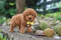 Jax, a male Poodle - Miniature  for sale in Baltic, OH – 5 of 8