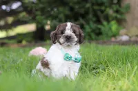 Ace, a male Cockapoo for sale in Baltic, OH – 3 of 7