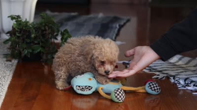 Brady, a male Poodle - Miniature  for sale in Baltic, OH – 7 of 7