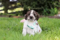 Ace, a male Cockapoo for sale in Baltic, OH – 5 of 7