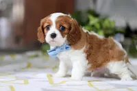 Milo, a male Cavalier King Charles Spaniel for sale in Baltic, OH – Photo 4 of 8