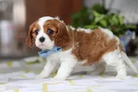 Milo, a male Cavalier King Charles Spaniel for sale in Baltic, OH – Photo 7 of 8