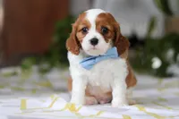 Milo, a male Cavalier King Charles Spaniel for sale in Baltic, OH – Photo 3 of 8