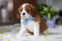 Milo, a male Cavalier King Charles Spaniel for sale in Baltic, OH – Photo 5 of 8