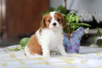 Milo, a male Cavalier King Charles Spaniel for sale in Baltic, OH – Photo 2 of 8