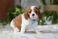 Milo, a male Cavalier King Charles Spaniel for sale in Baltic, OH – Photo 6 of 8