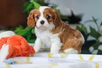 Milo, a male Cavalier King Charles Spaniel for sale in Baltic, OH – Photo 1 of 8