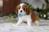 Milo, a male Cavalier King Charles Spaniel for sale in Baltic, OH – Photo 8 of 8