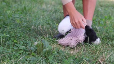 Ace, a male Shih Tzu for sale in Baltic, OH – 6 of 6