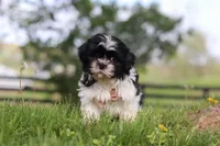 Jayden, a male Shih Tzu for sale in Baltic, OH – Photo 3 of 5