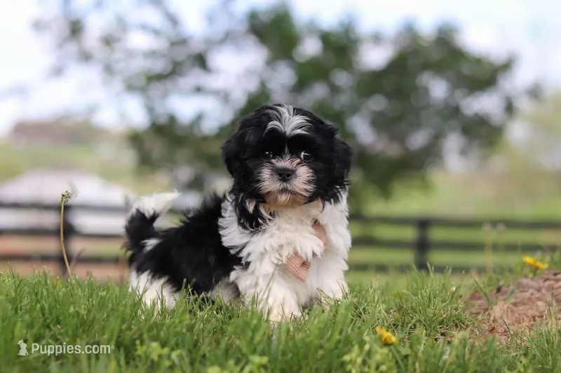 Jayden – Shih Tzu puppy for sale in Baltic, OH