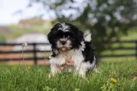 Jayden, a male Shih Tzu for sale in Baltic, OH – Photo 4 of 5