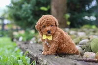 Jax, a male Poodle - Miniature  for sale in Baltic, OH – 7 of 8