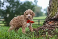 Milo, a male Poodle - Miniature  for sale in Baltic, OH – 2 of 7