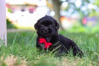 Finn, a male Shih Tzu for sale in Baltic, OH – 8 of 9