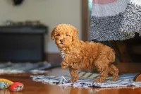 Fiona, a female Poodle - Miniature  for sale in Baltic, OH – 2 of 9