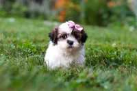 Summer, a female Shih Tzu for sale in Baltic, OH – 7 of 8