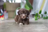 Benji, a male Havanese for sale in Baltic, OH – 4 of 5