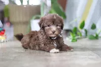 Benji, a male Havanese for sale in Baltic, OH – 2 of 5